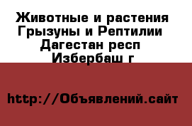 Животные и растения Грызуны и Рептилии. Дагестан респ.,Избербаш г.